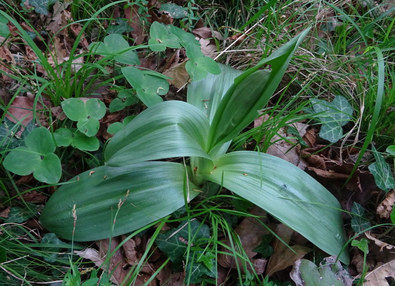 Orchis purpurea